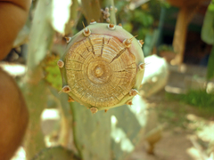 Opuntia boldinghii