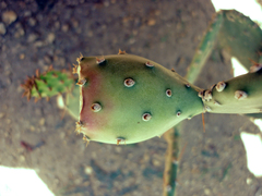 Opuntia boldinghii