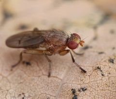 Pherbellia scutellaris