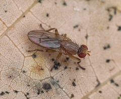 Pherbellia scutellaris