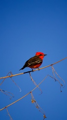 Pyrocephalus rubinus