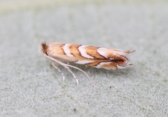 Phyllonorycter muelleriella