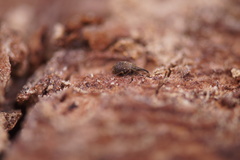 Trichopterapion holosericeum