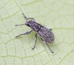 Sitona striatellus