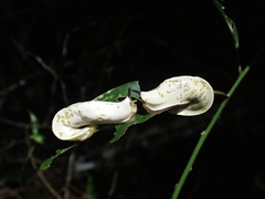 Urocyclinae