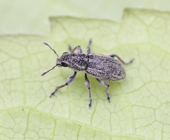 Sitona striatellus