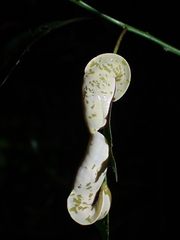 Urocyclinae