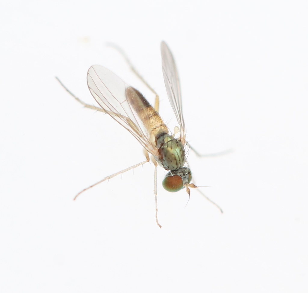 Syntormon bicolorellus