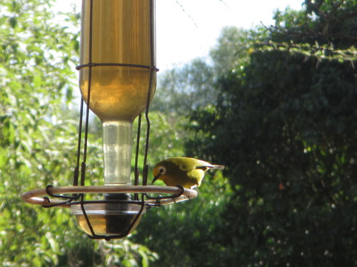 Kikuyu White-eye (Zosterops kikuyuensis), photo 3