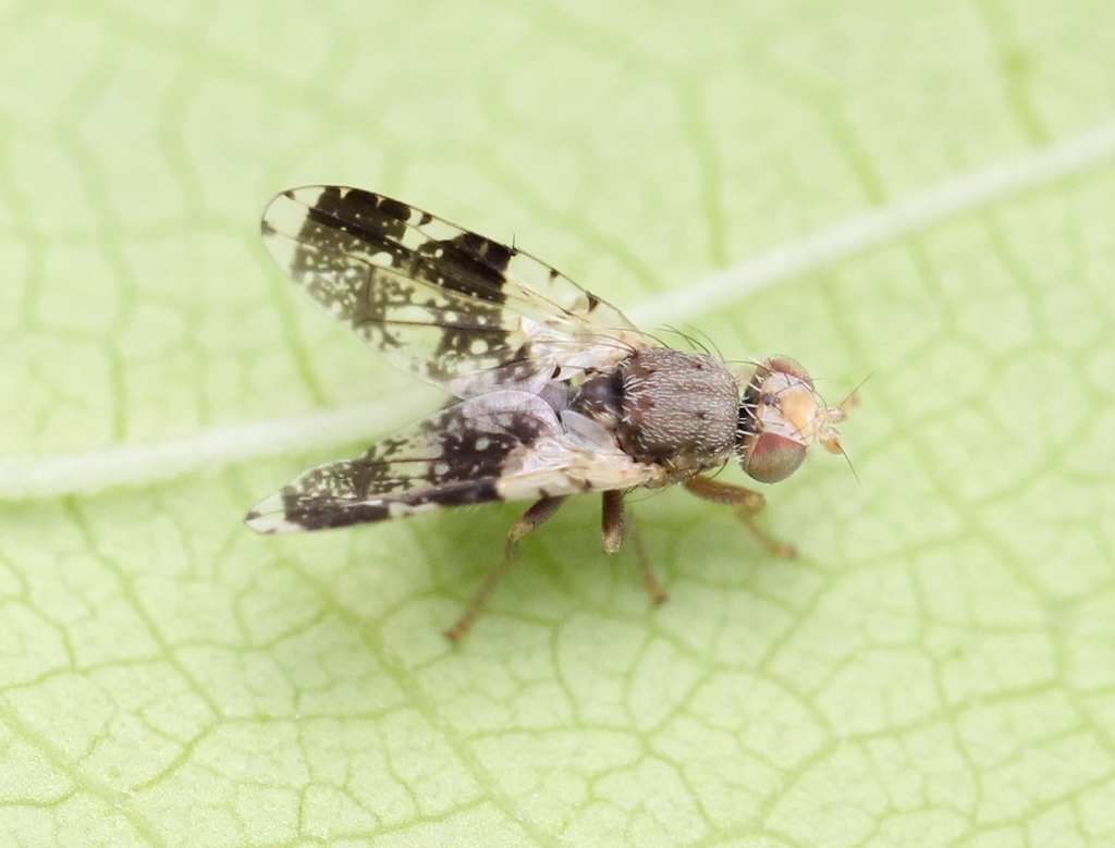 Sowthistle Tephritis
