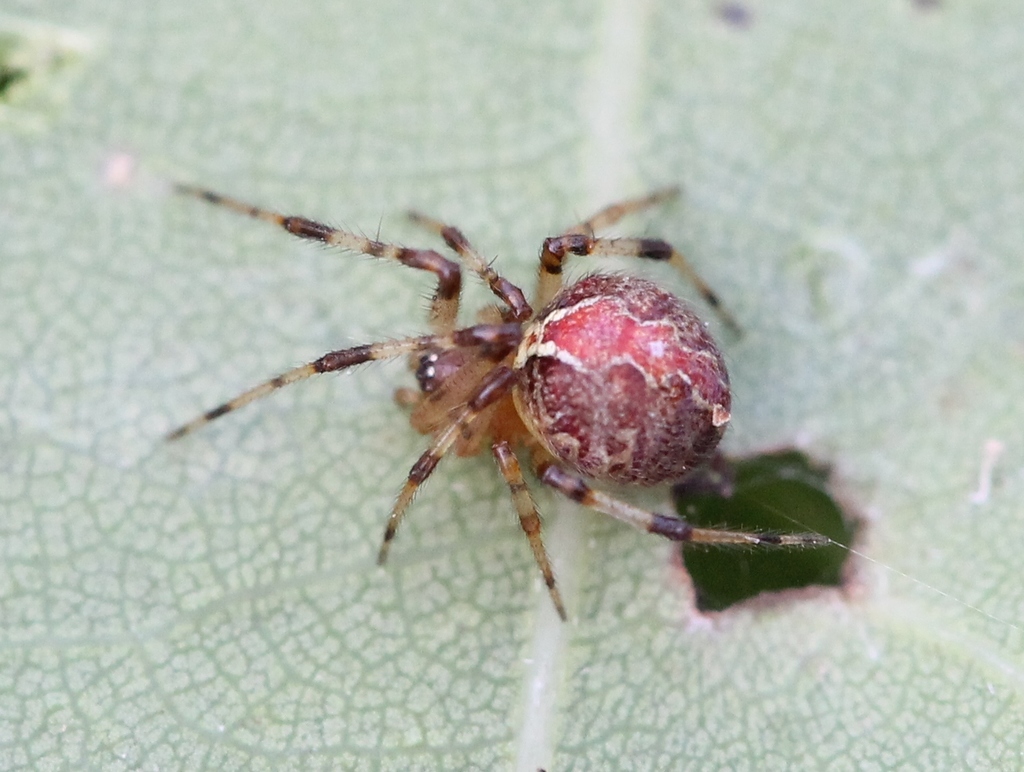 Theridion pinastri