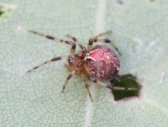 Theridion pinastri