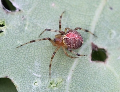 Theridion pinastri