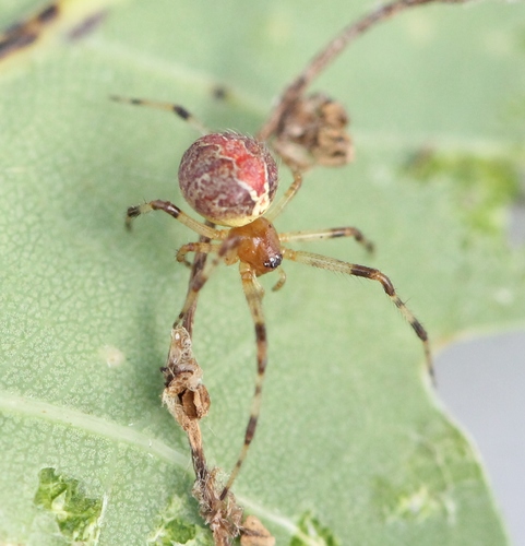 Theridion pinastri