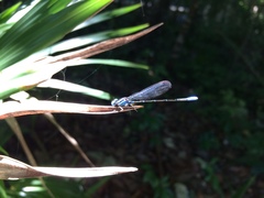 Argia gaumeri