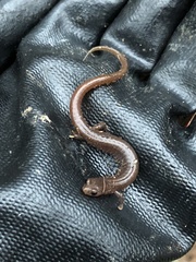 Eurycea multiplicata