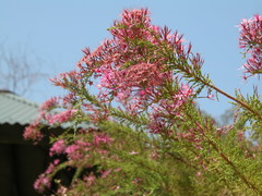 Calytrix exstipulata