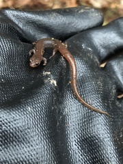 Eurycea multiplicata