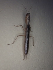 Galepsus