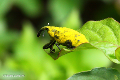 Ileomus