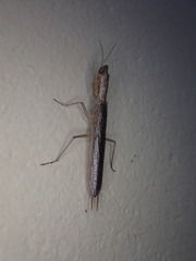 Galepsus