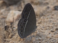 Brakefieldia simonsii