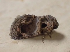 Protarache melaphora