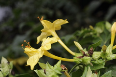 Mirabilis jalapa