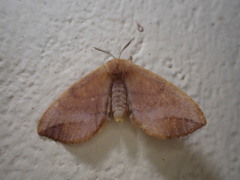 Stenoglene