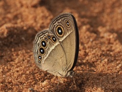 Brakefieldia simonsii