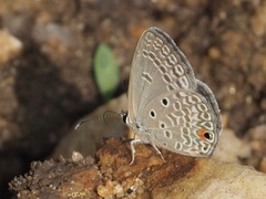 Euchrysops nandensis