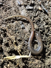 Eurycea multiplicata