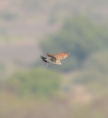 Mirafra erythroptera