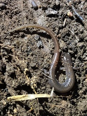 Eurycea multiplicata