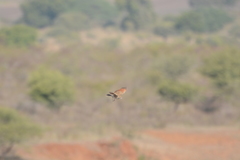 Mirafra erythroptera