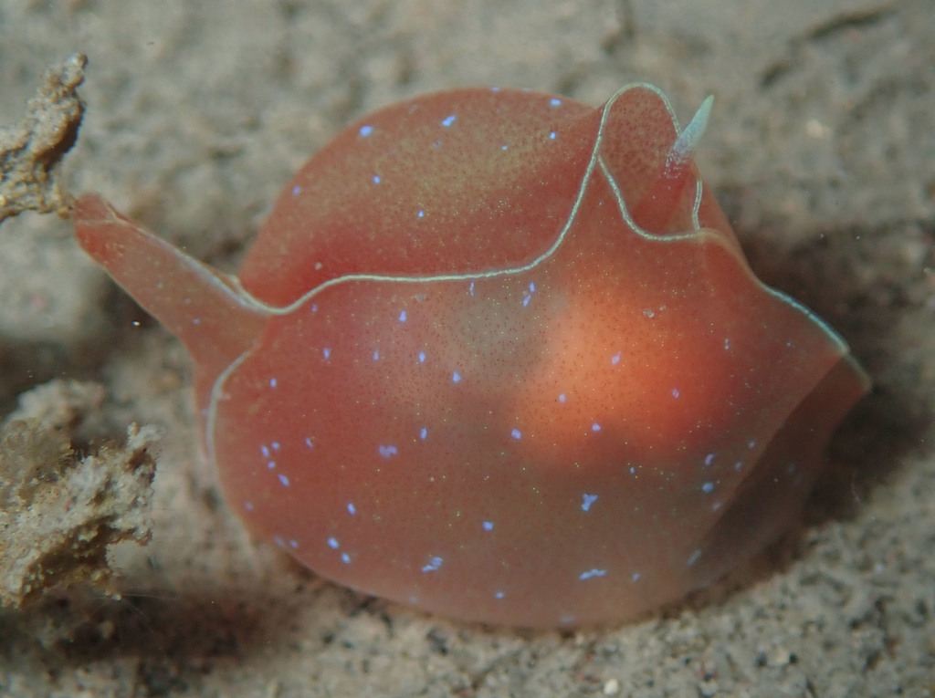 Gastropteron rubrum