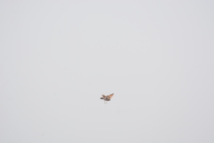 Mirafra erythroptera