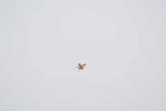 Mirafra erythroptera