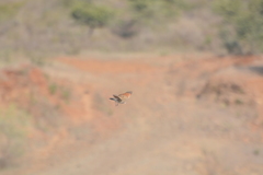Mirafra erythroptera