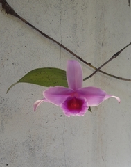 Sobralia decora
