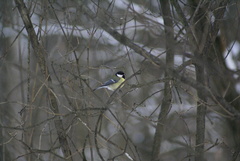 Parus major