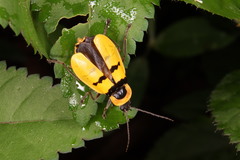 Chauliognathus missionum