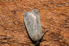 Protolampra rufipectus