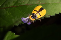 Chauliognathus missionum