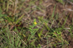 Hypericum ellipticum