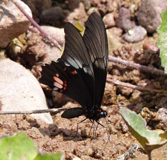 Heraclides anchisiades capys