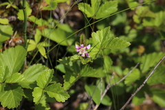 Rubus arcticus