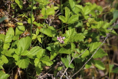 Rubus arcticus