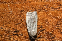 Protolampra rufipectus