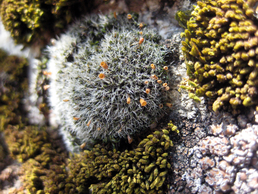 Grimmia
